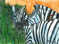 drawing of zebras
