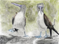 blue footed boobies drawing