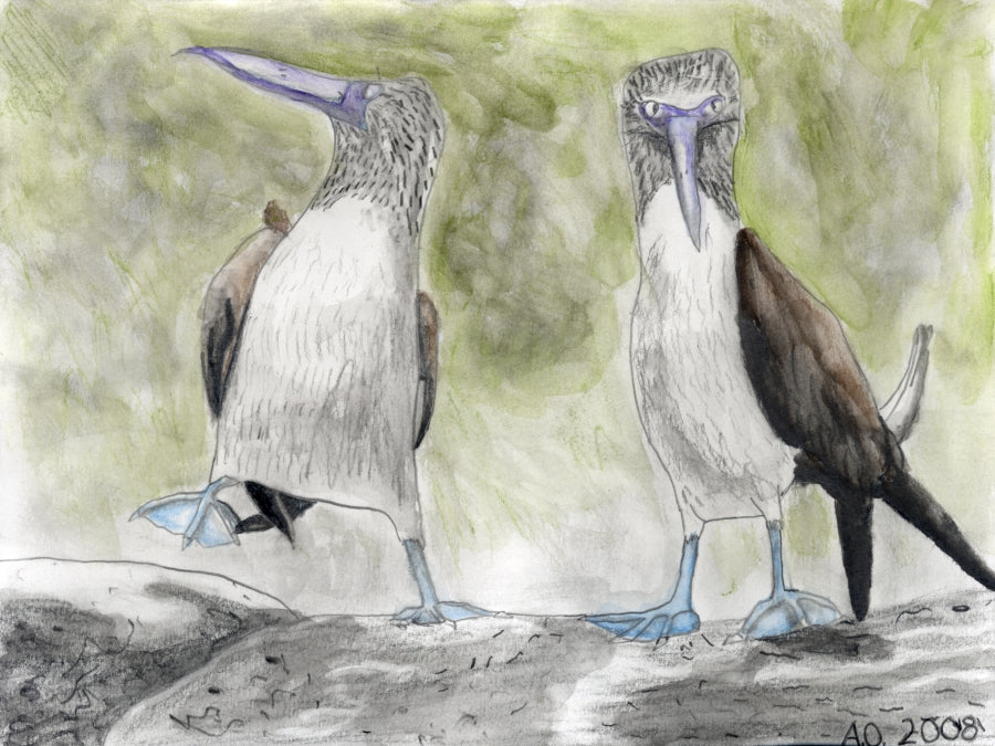 blue footed boobies drawing