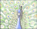 Peacock with feathers splayed