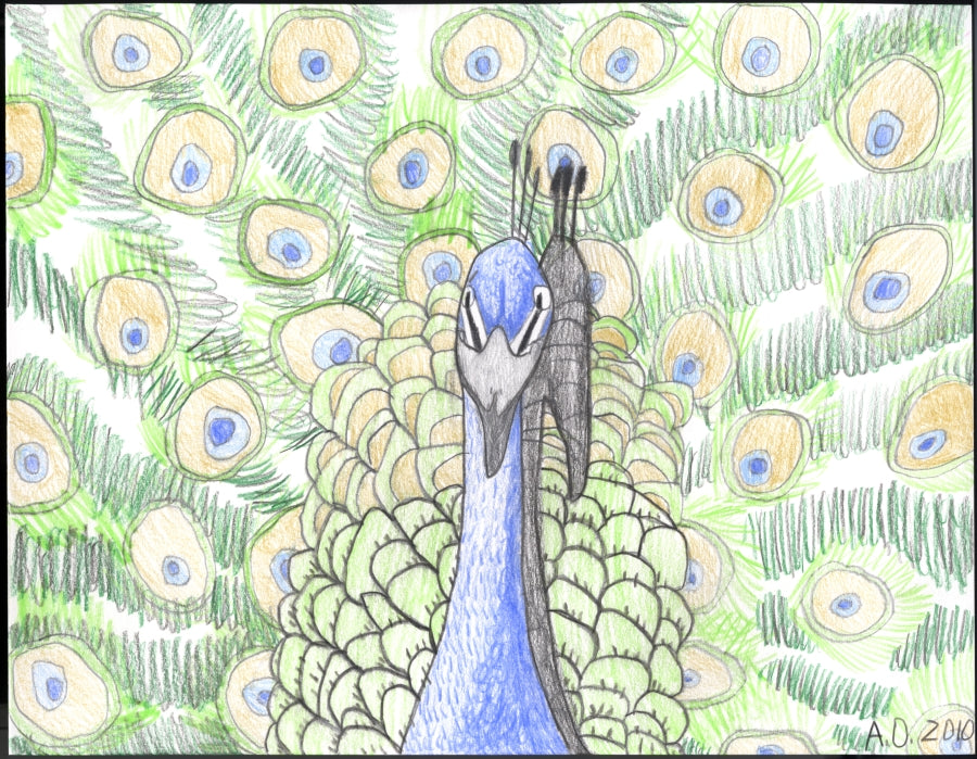 Peacock with feathers splayed