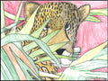 leopard hiding behind plant