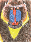 mandrill drawing