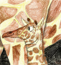 Baby Giraffe